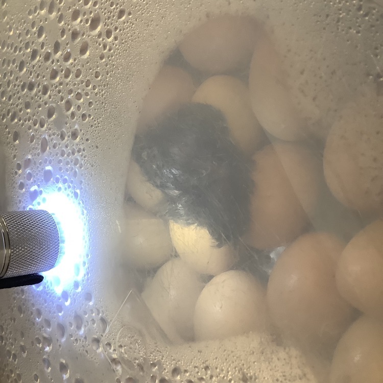 four more eggs are cracking